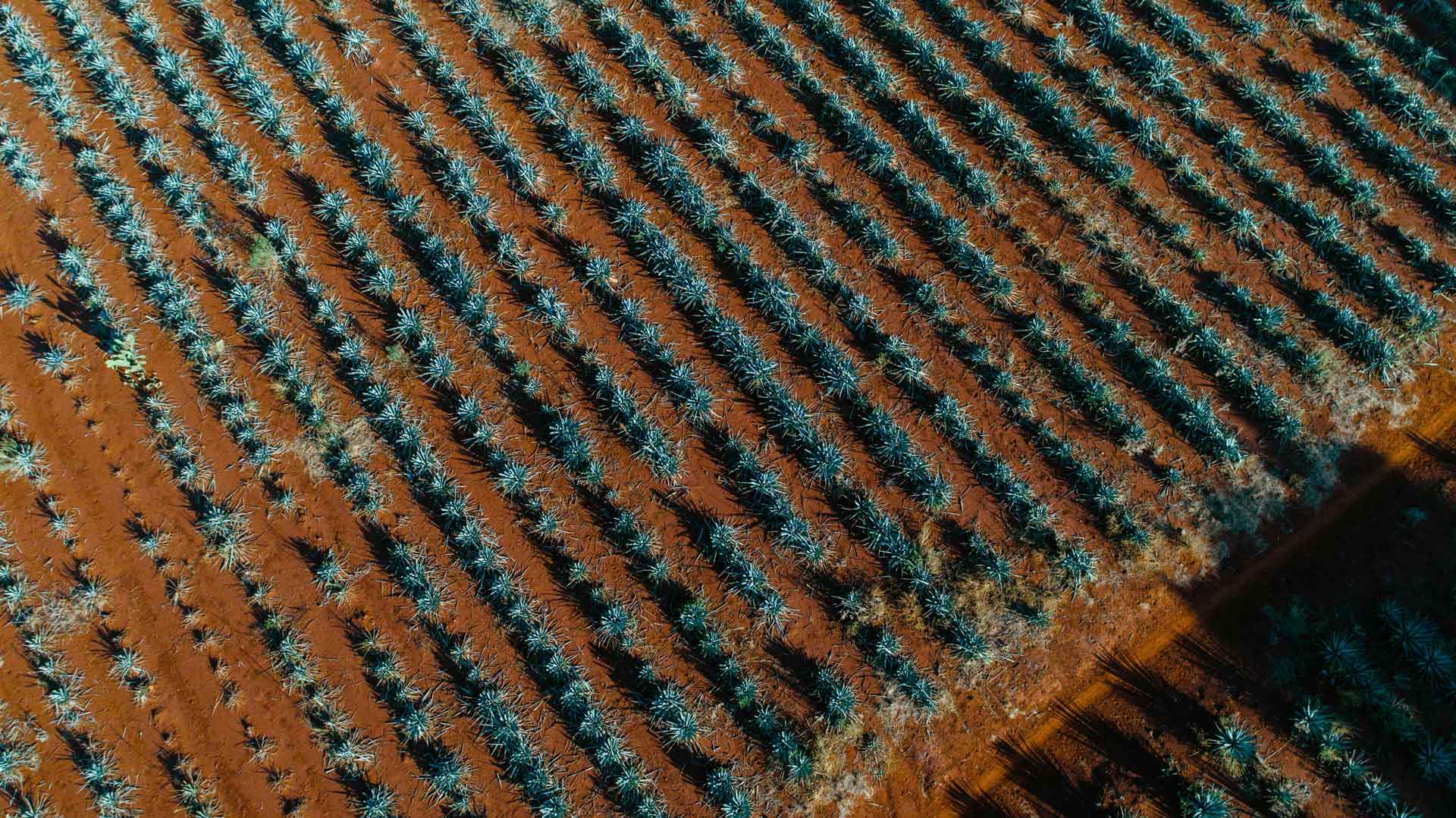 Campos de Agave
